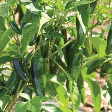 Jalafuego F1 Pepper Seeds - The Pepper Pantry (Formerly Marie Sharp's)
